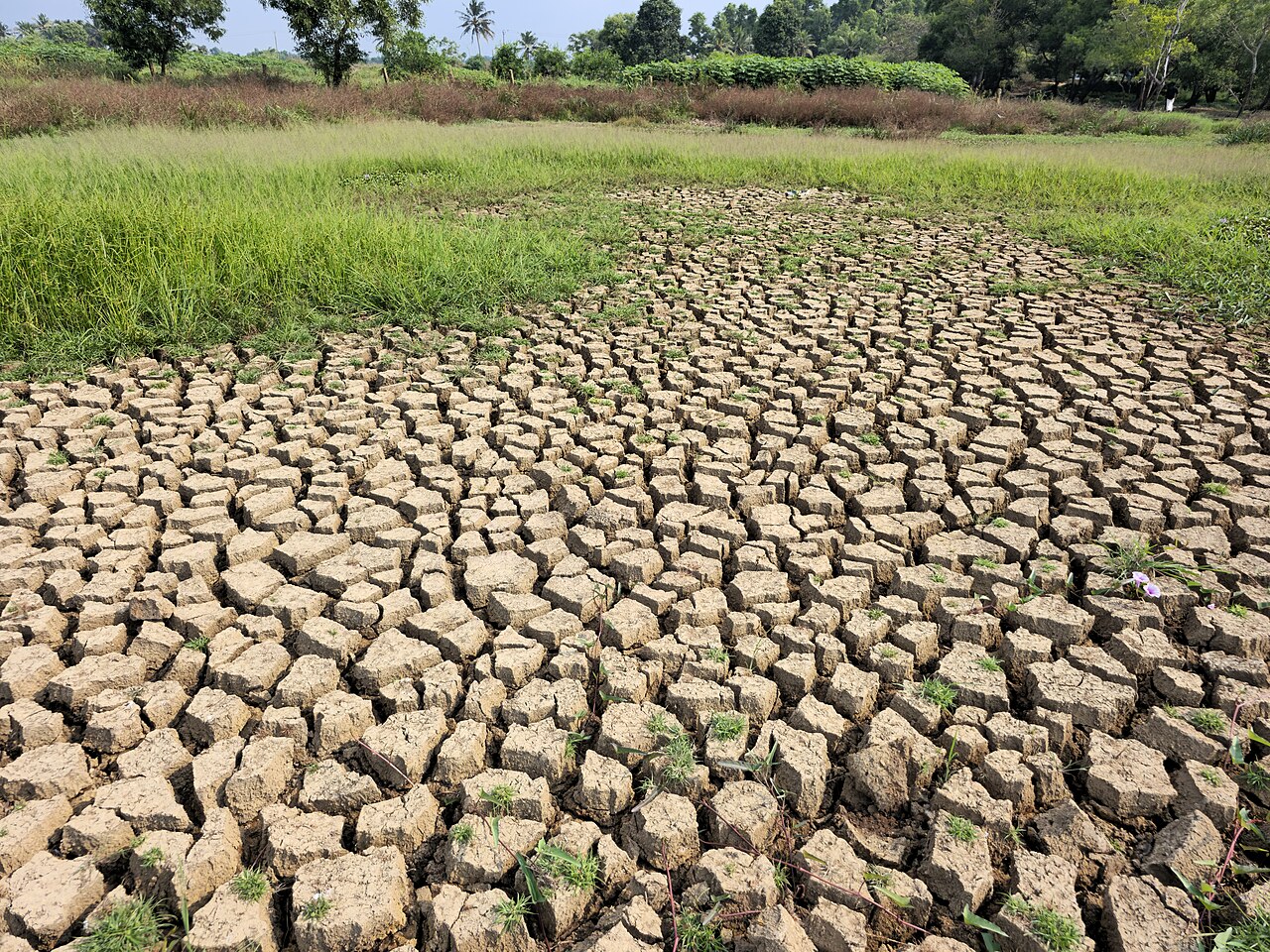 Tierra agrietada por la sequía