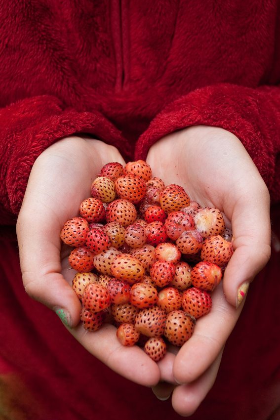 Fresas silvestres comestibles
