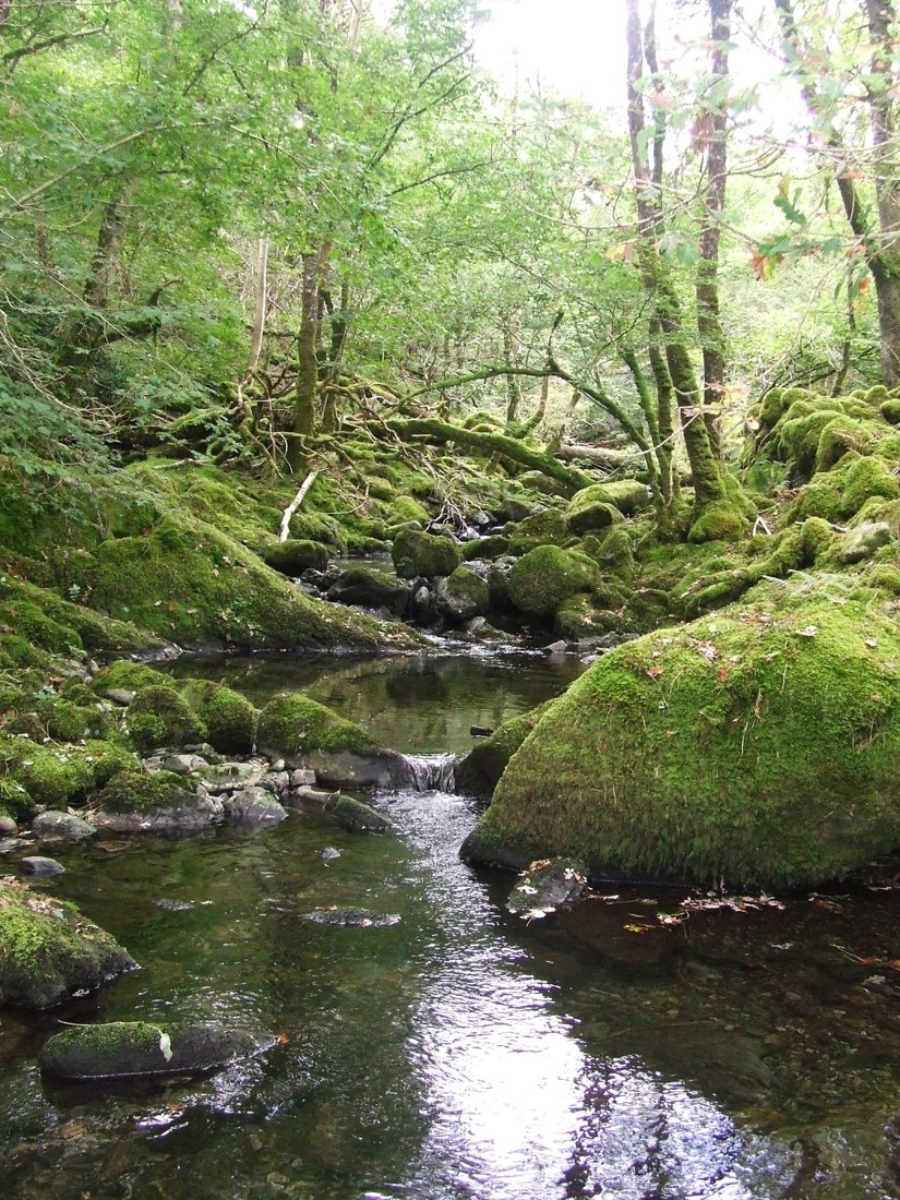 Arroyo que atraviesa un bosque