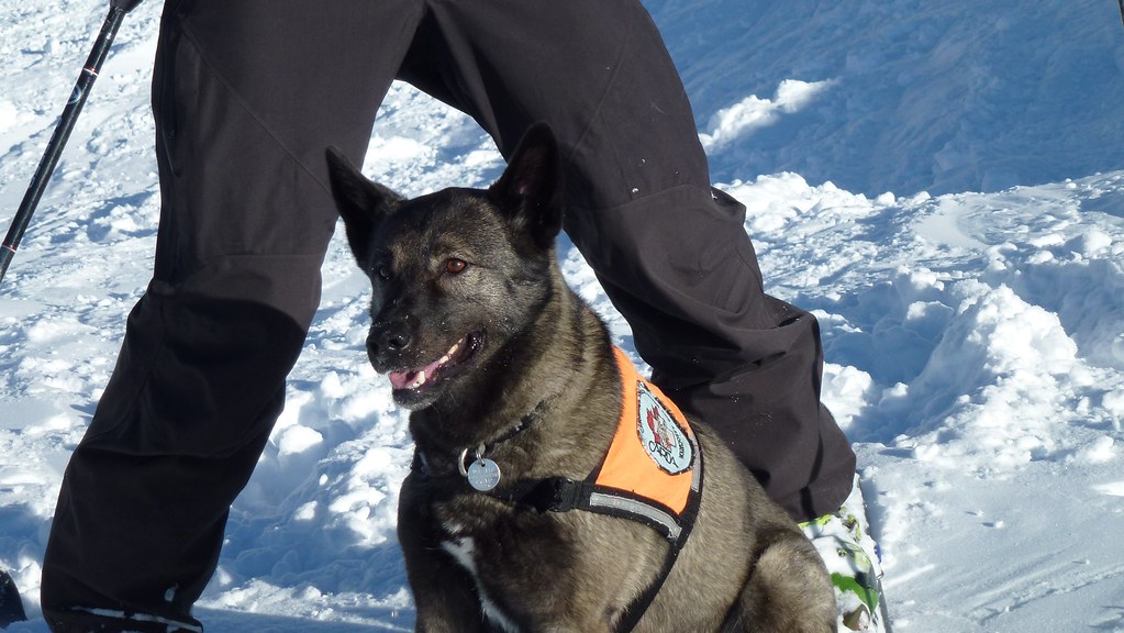 Perro de rescate de aludes trabajando en la nieve