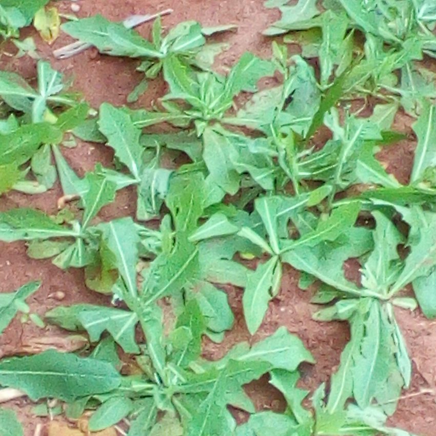 Hojas de diente de león comestibles