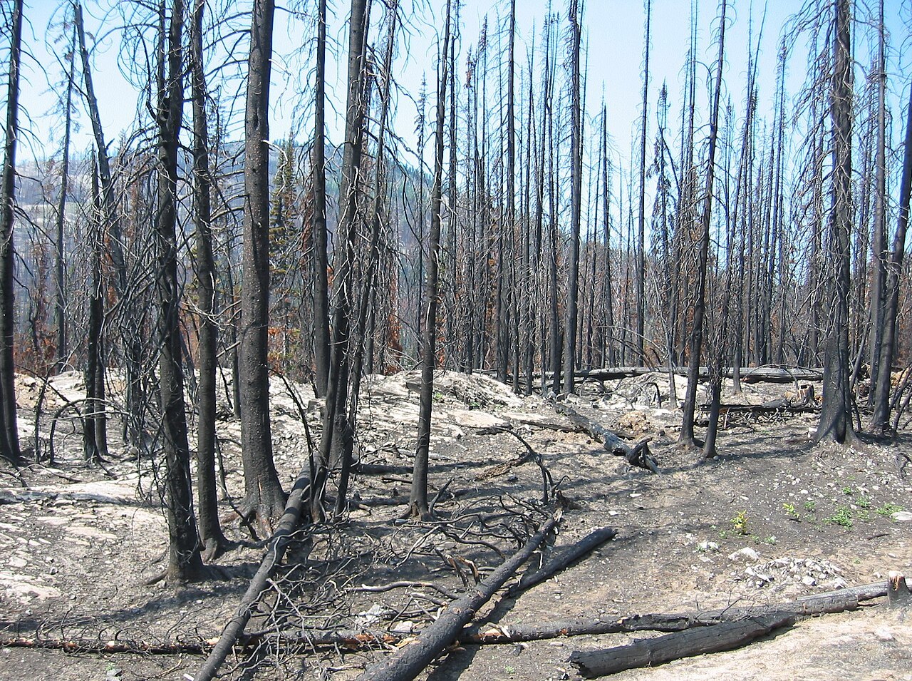 Terreno forestal calcinado tras un incendio